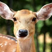 Deer Doe portrait